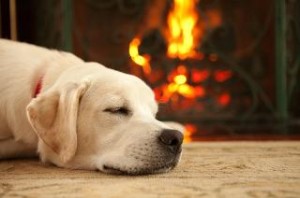 dog-sleeping-by-fire-m_air-n-water.com